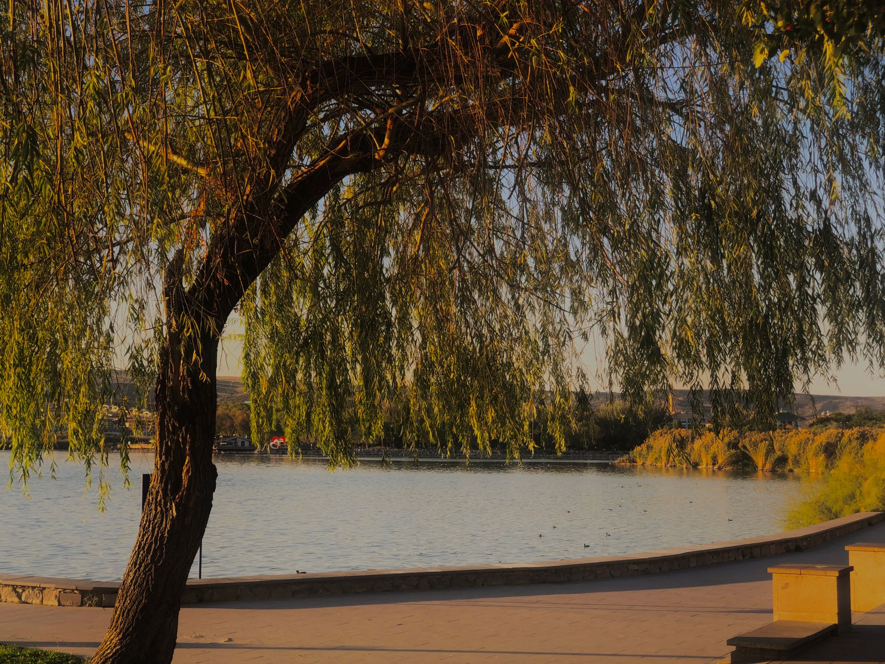 Tranquil scene featuring a willow tree by a lake in Ankara, Türkiye, during sunset.