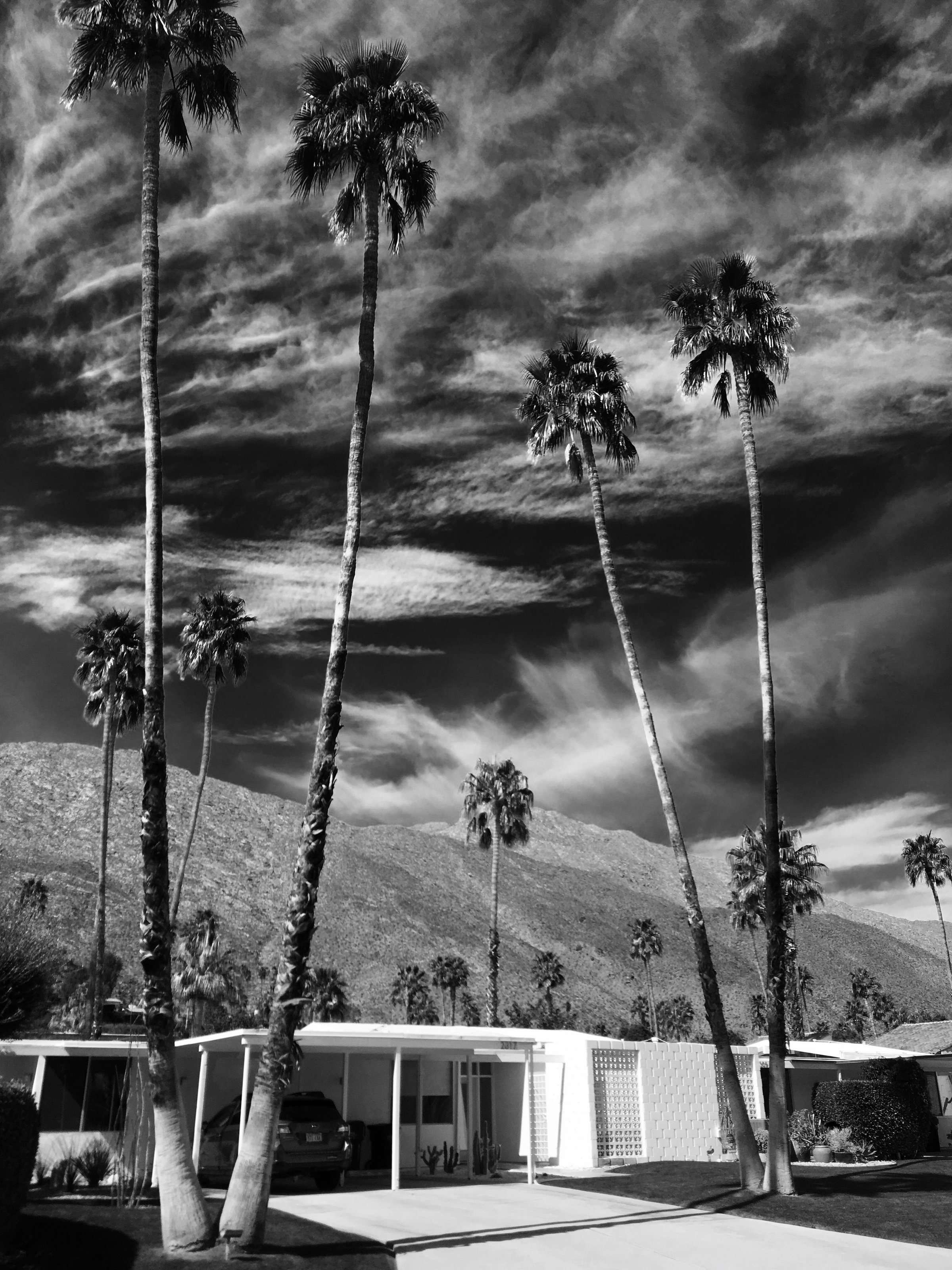 Black and white photo of palm trees and mid-century modern homes in Palm Springs
