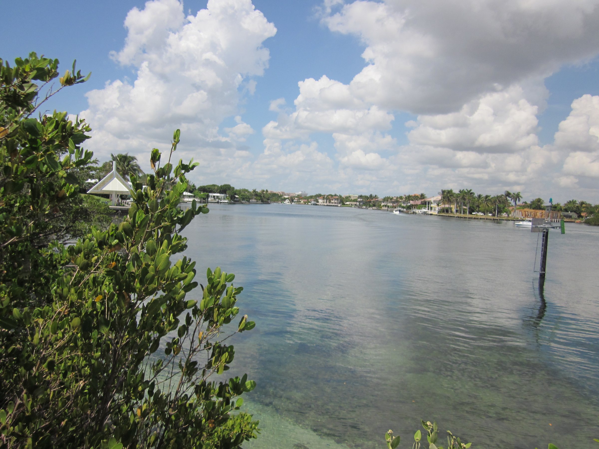 Mangroves at Gumbo Limbo Nature Center in Boca Raton, Florida