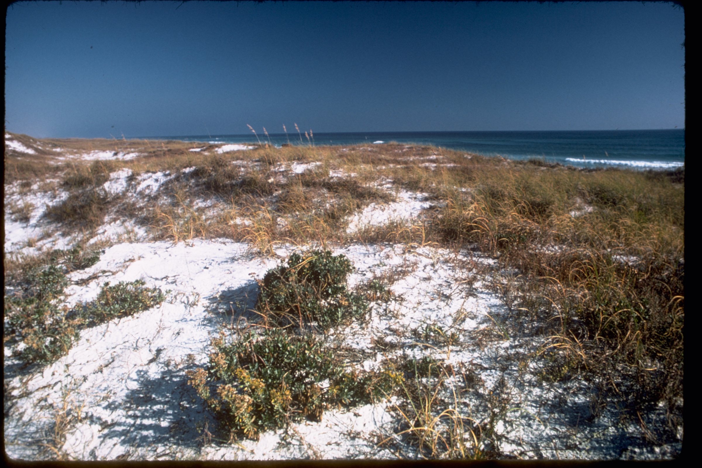 An older film photo of low dunes of very white sand with dry tan grass and green shrubs, and a strip of blue sea on the horizon