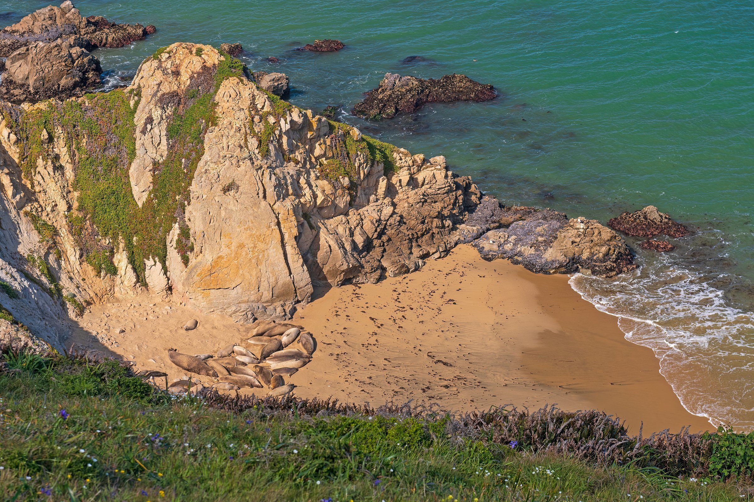 Elephant Seals Breed Below 100-Foot Cliffs at Point Reyes