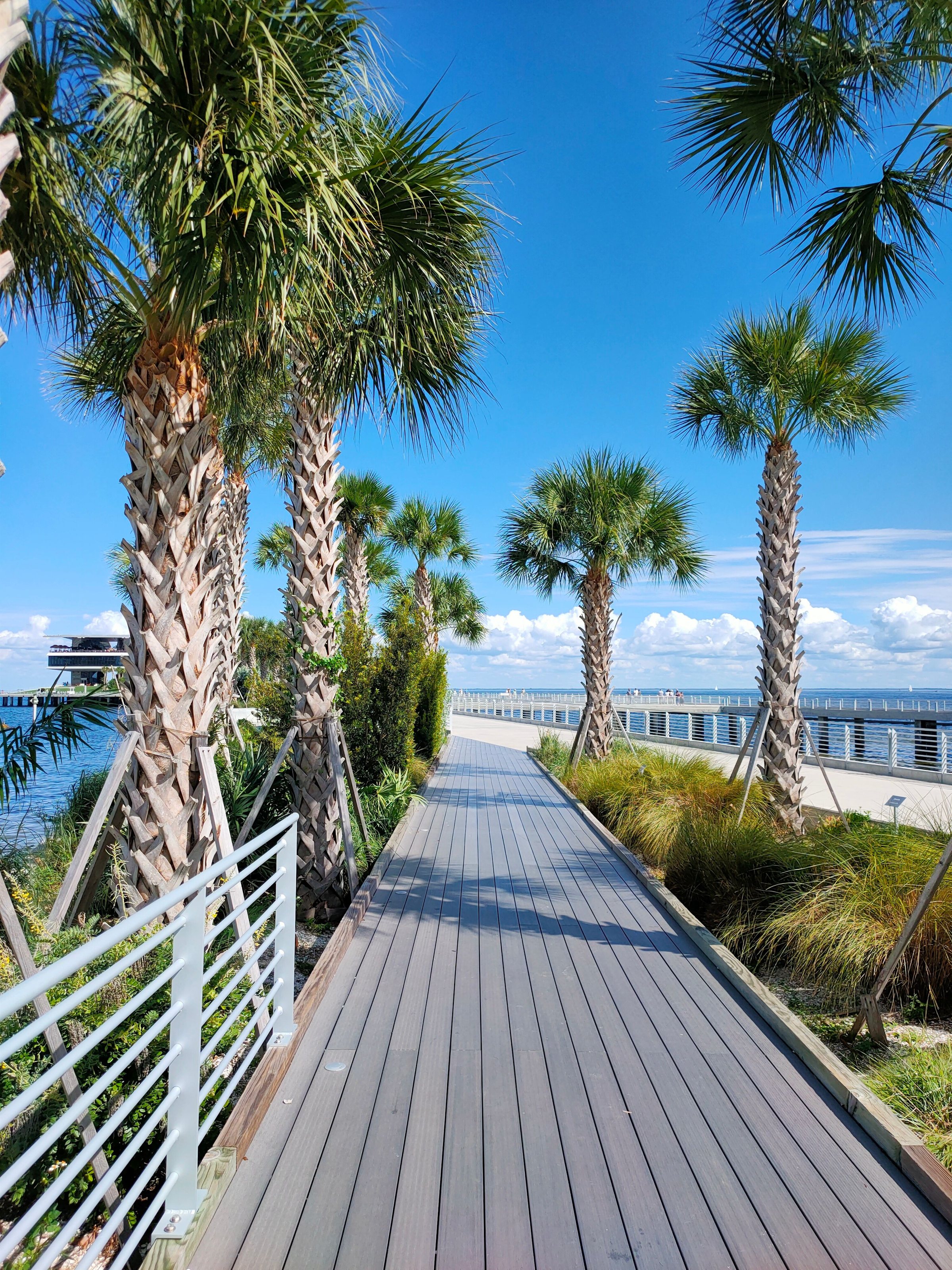 Sunny, palm-lined promenade by the bay in St. Petersburg, Florida