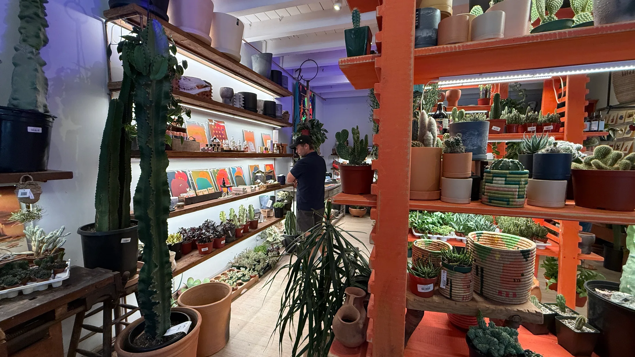 Staff member browsing the back shelves at SABO, surrounded by tall columnar cacti, art prints, ceramic planters, and woven baskets