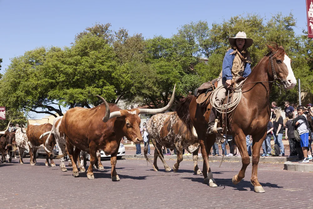 Longhorn cattle drive on brick street in the Fort Worth Stockyards, cowboy on horseback leading the herd
