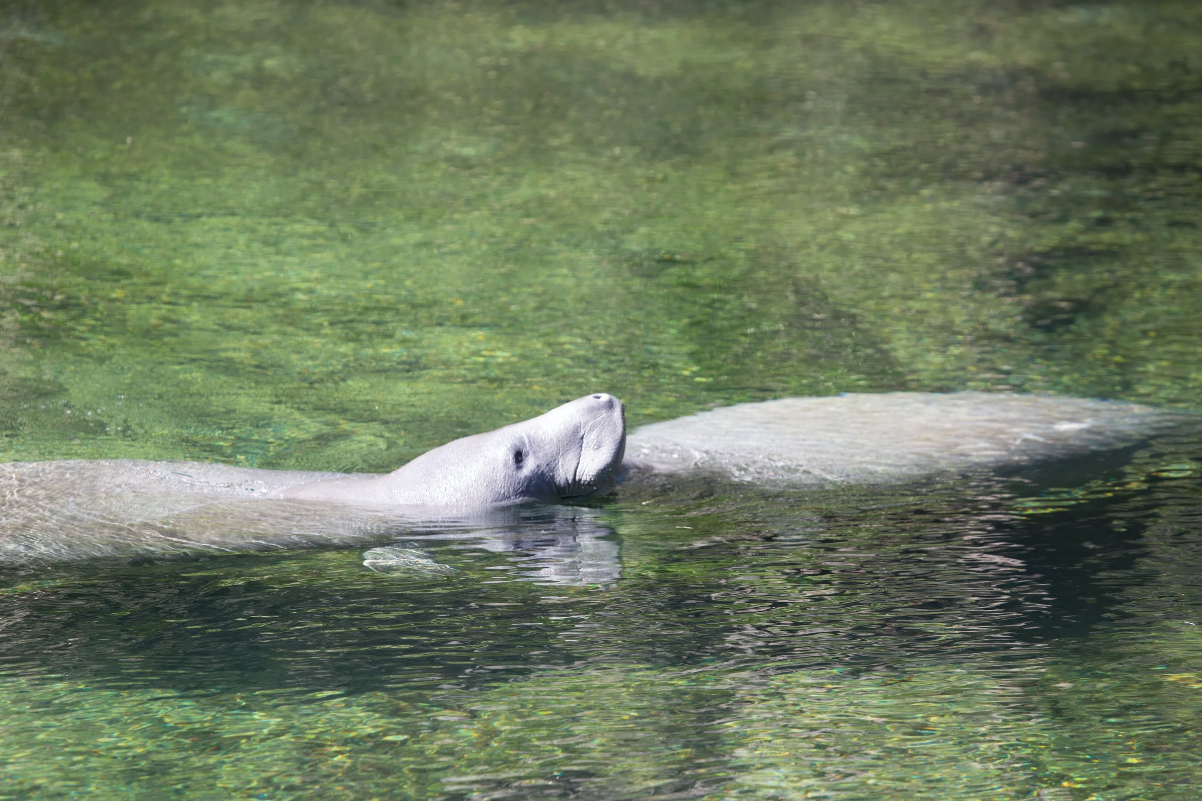 Two manatees surface side by side in green spring water, their snouts just above the surface