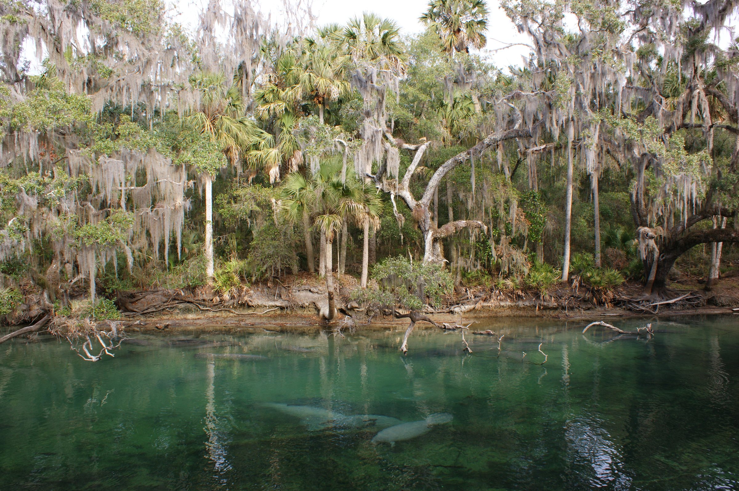 A clear blue-green spring run framed by palms and moss-draped trees, with two manatees faintly visible underwater