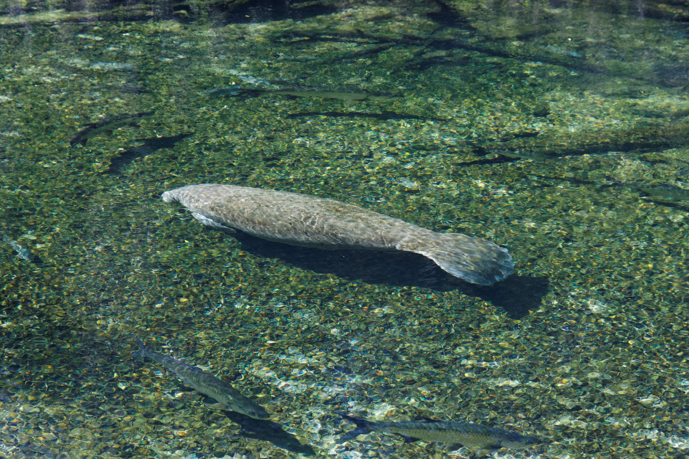 A single manatee glides over a pale pebbled spring bottom with small fish around it