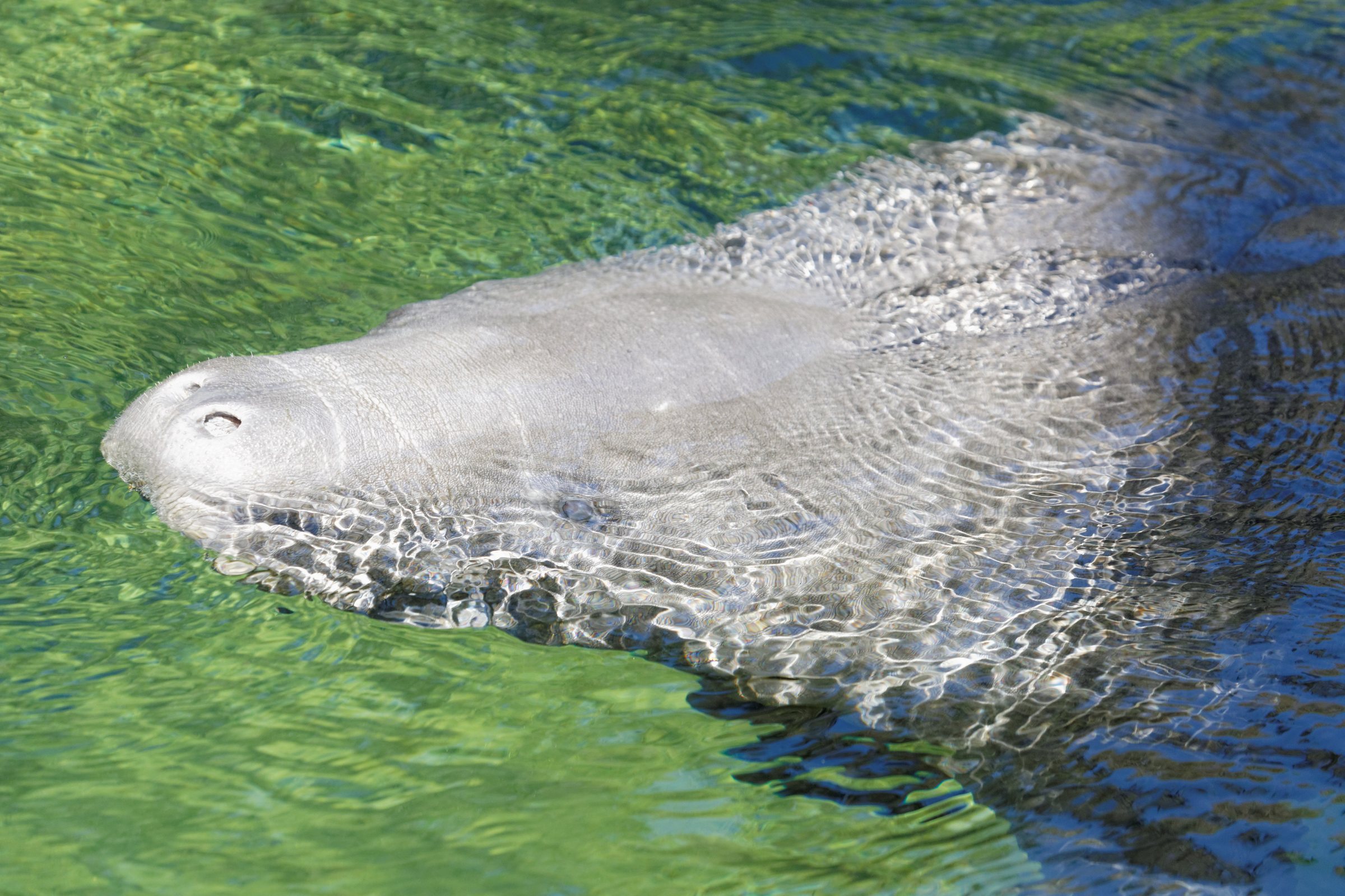 A manatee's whiskered snout breaks the surface of clear green water, its broad gray back trailing behind