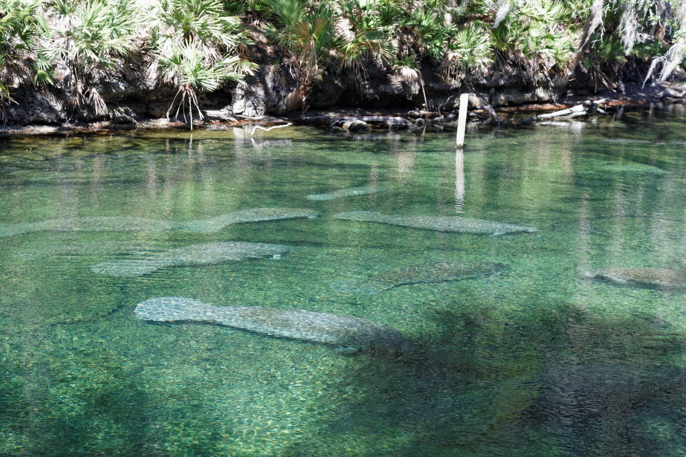 Hundreds of Manatees Wait Out Winter in Blue Spring's 72-Degree Water