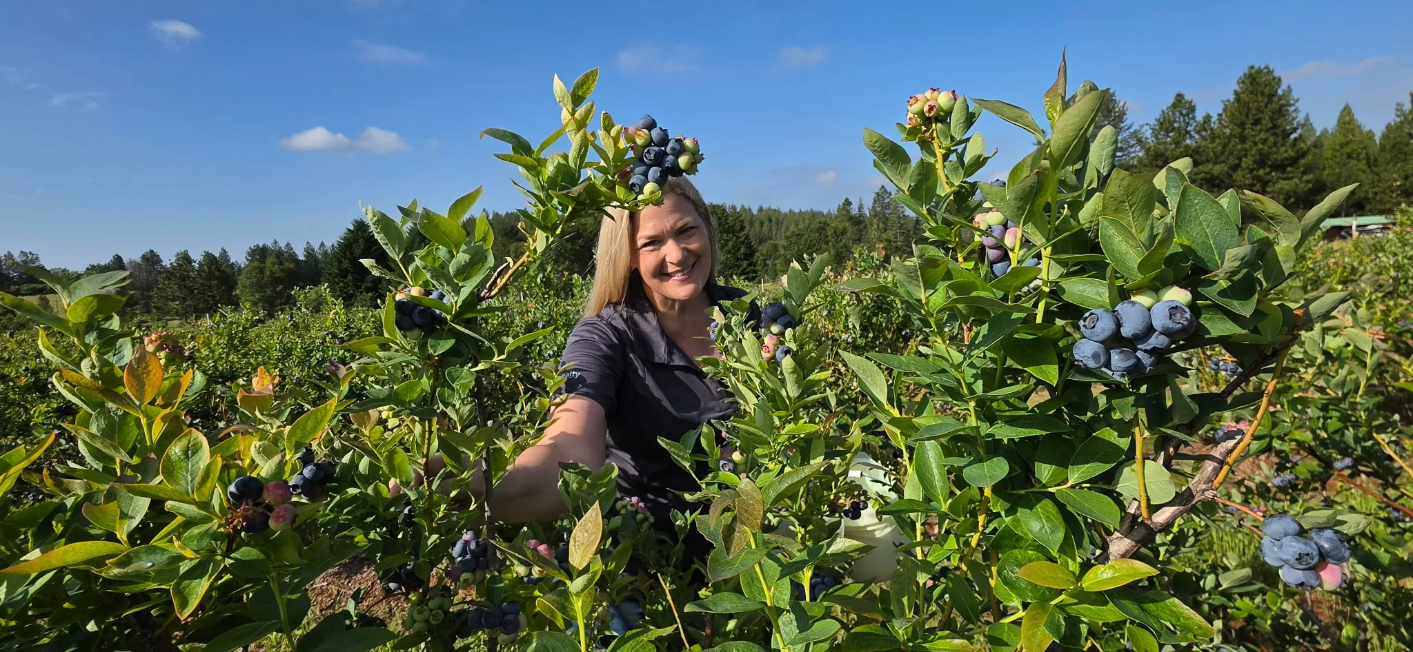 Woman picking blueberries in lush green rows at Sierra Cascade Blueberry Farm