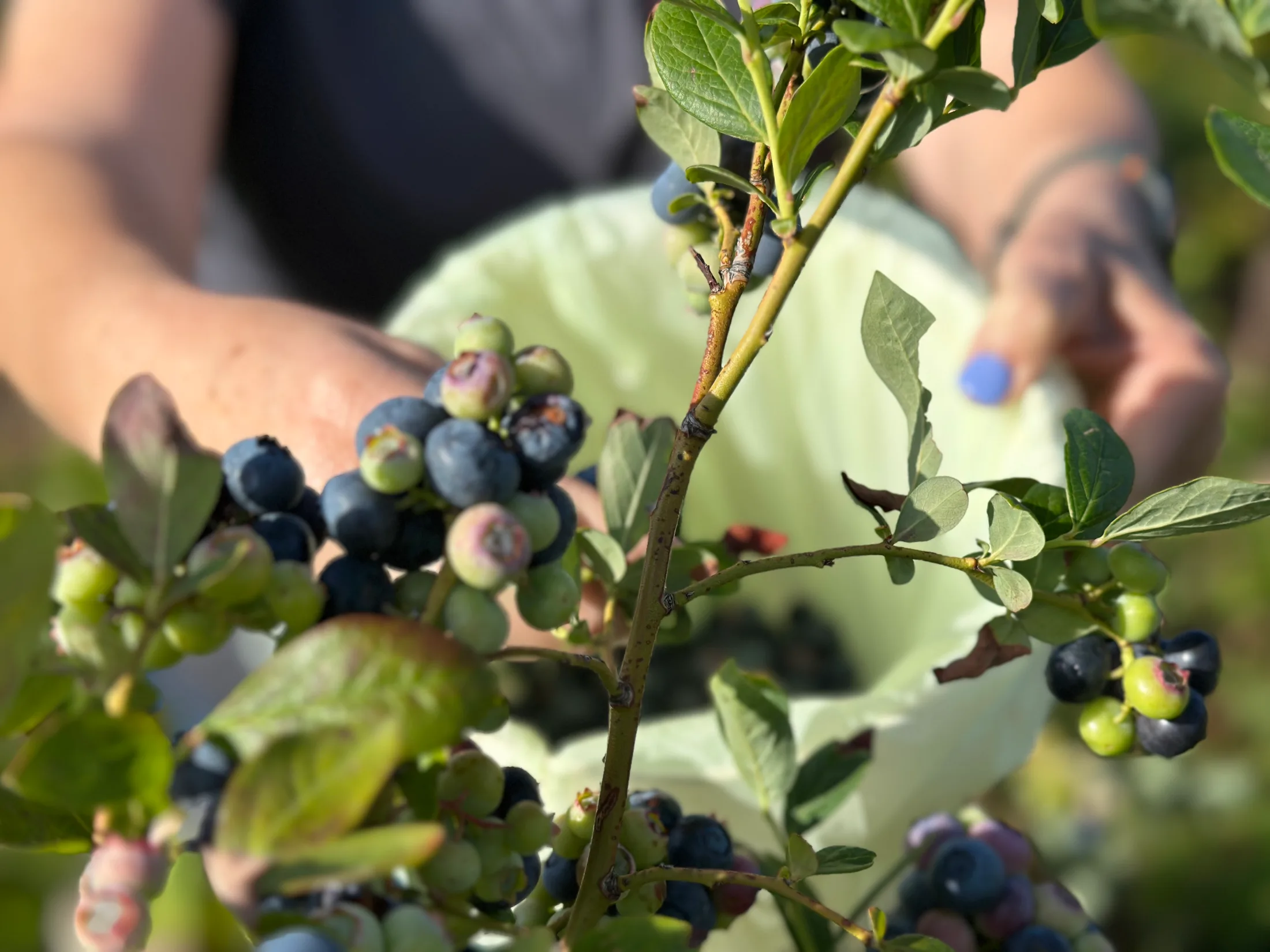 Close-up of hands cradling ripe blueberries on a branch, mix of deep blue and green unripe berries