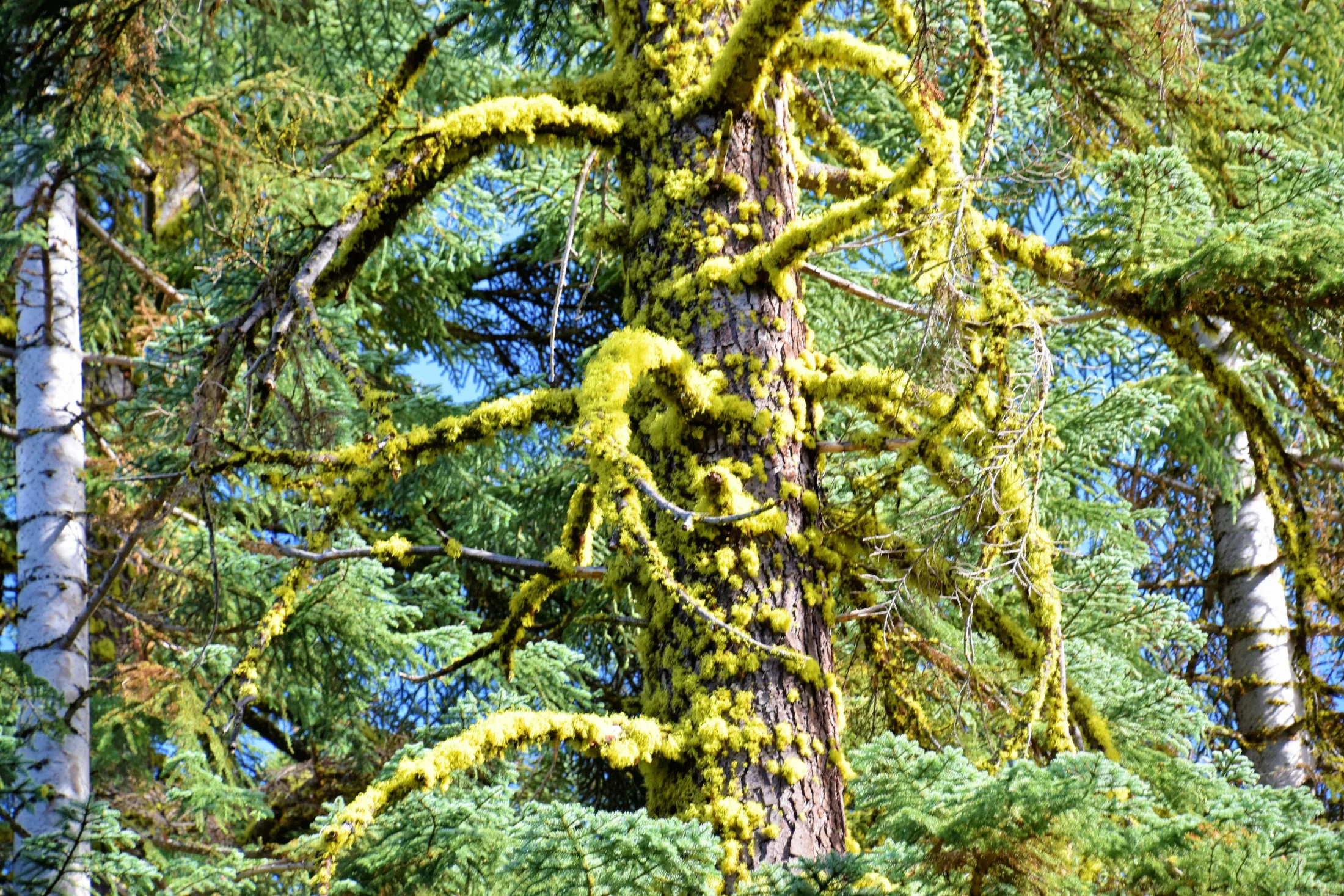 Close-up of a conifer trunk and branches completely covered in bright chartreuse wolf lichen against a blue sky