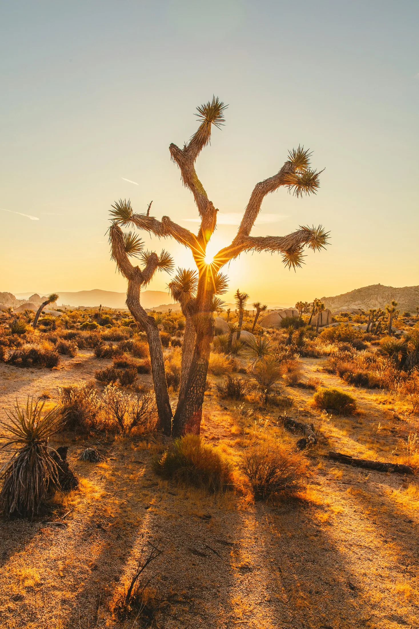 A Joshua tree backlit by the setting sun, golden light raking across sandy desert floor