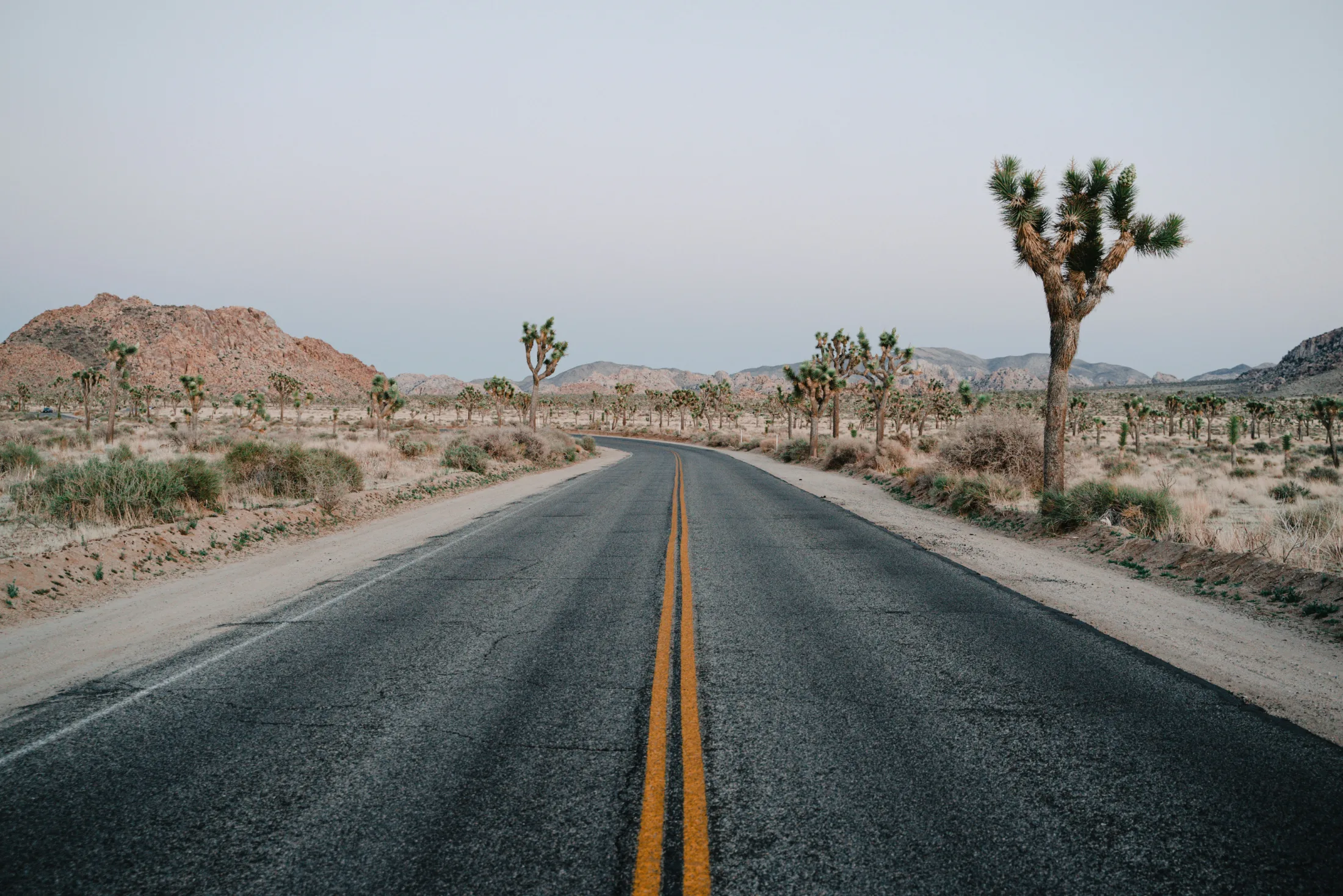 Two-lane road cutting through Joshua tree forest toward distant mountains under a flat grey sky