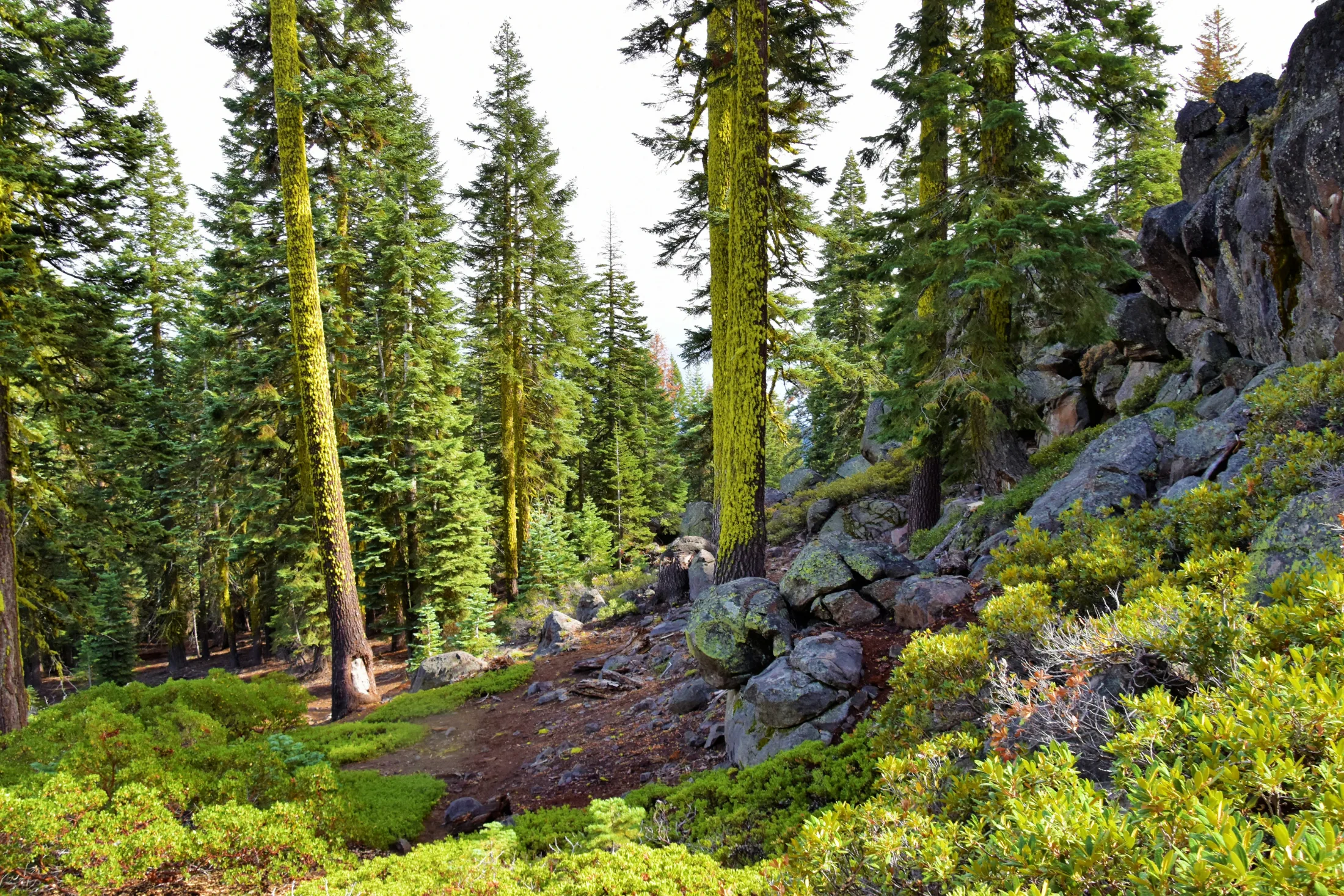 A dirt trail winds through a lichen-covered conifer forest with volcanic rock outcroppings near Mount Shasta