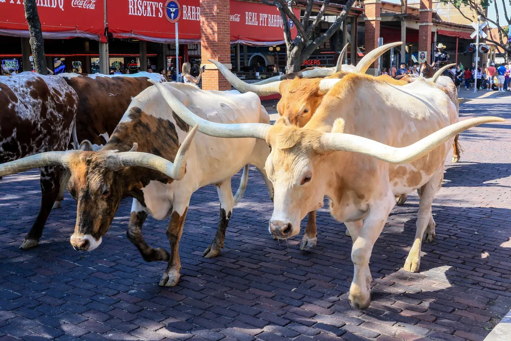 Where the Cattle Drive Runs on Schedule and Nothing Feels Like a Theme Park
