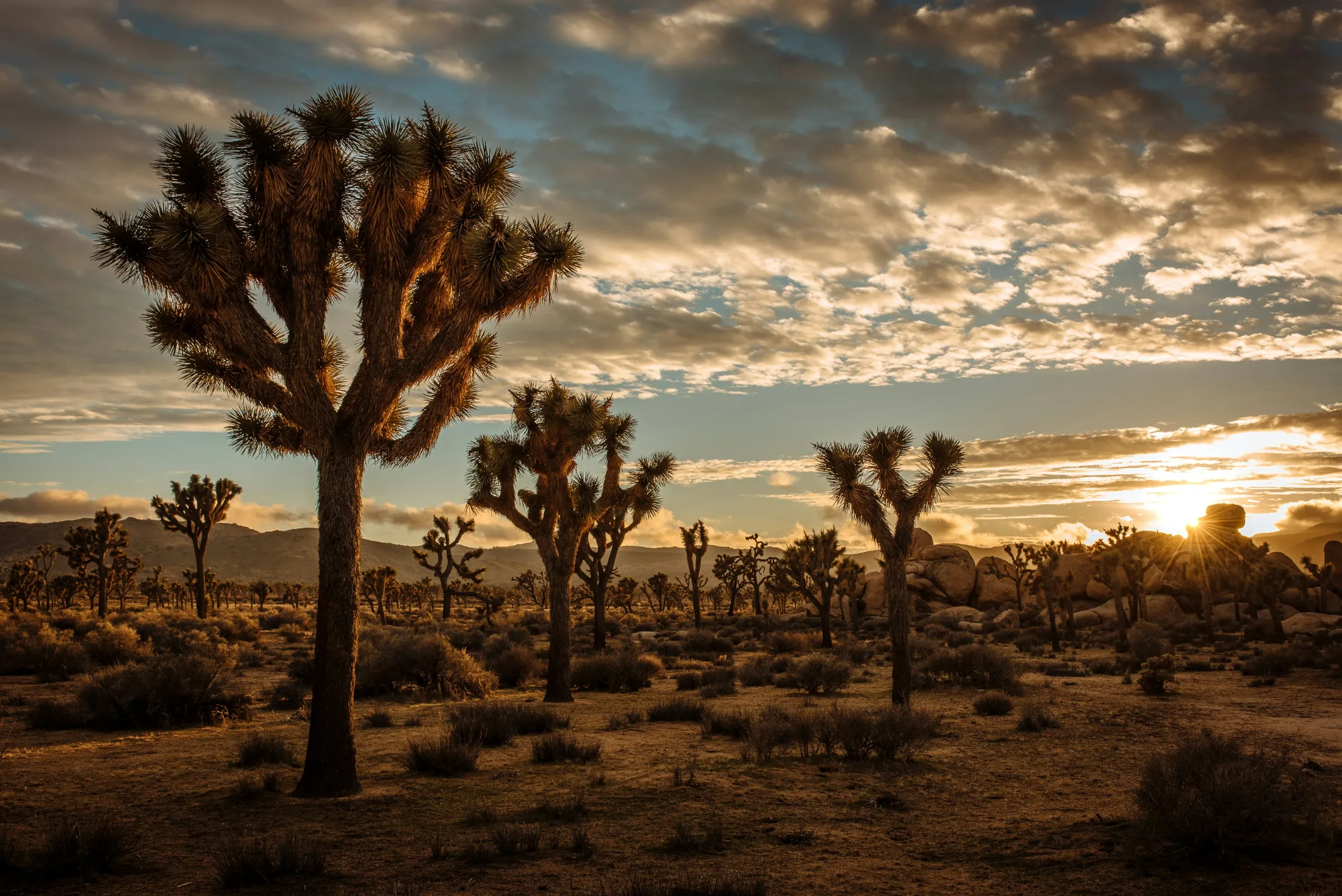 Joshua trees under a dramatic cloudscape at sunset, warm amber light across the whole valley