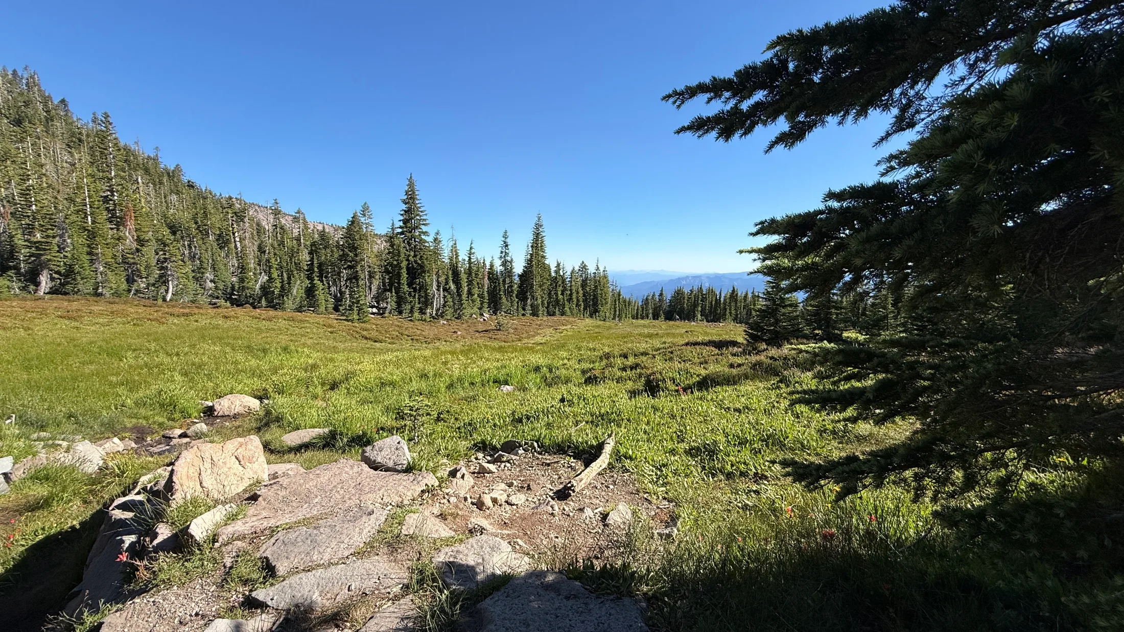 The lush green expanse of Panther Meadow with distant blue ridgelines of the Trinity Divide visible beyond the treeline