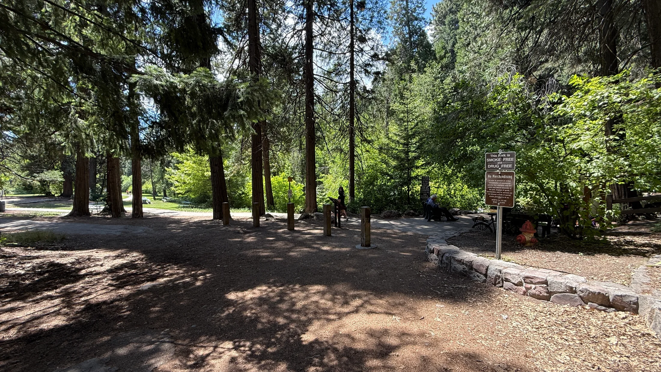 Shaded park entrance at Mt. Shasta City Park, tall ponderosa pines filtering morning light across a gravel path