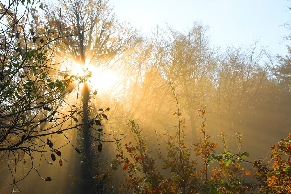 Morning sun cutting through misty bare branches in golden autumn haze, rays scattered through the forest