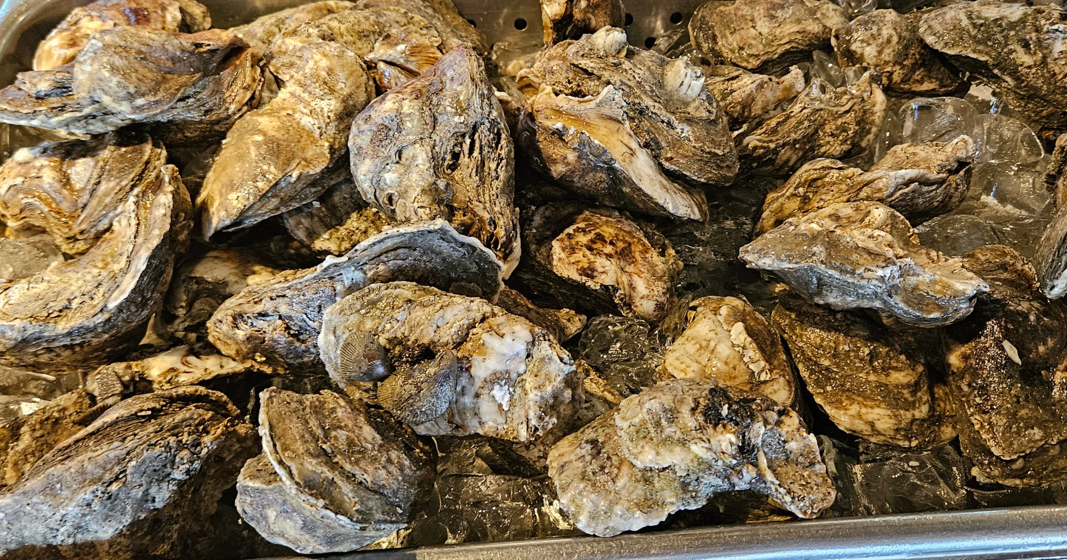 Fresh oysters on ice at White Cap restaurant