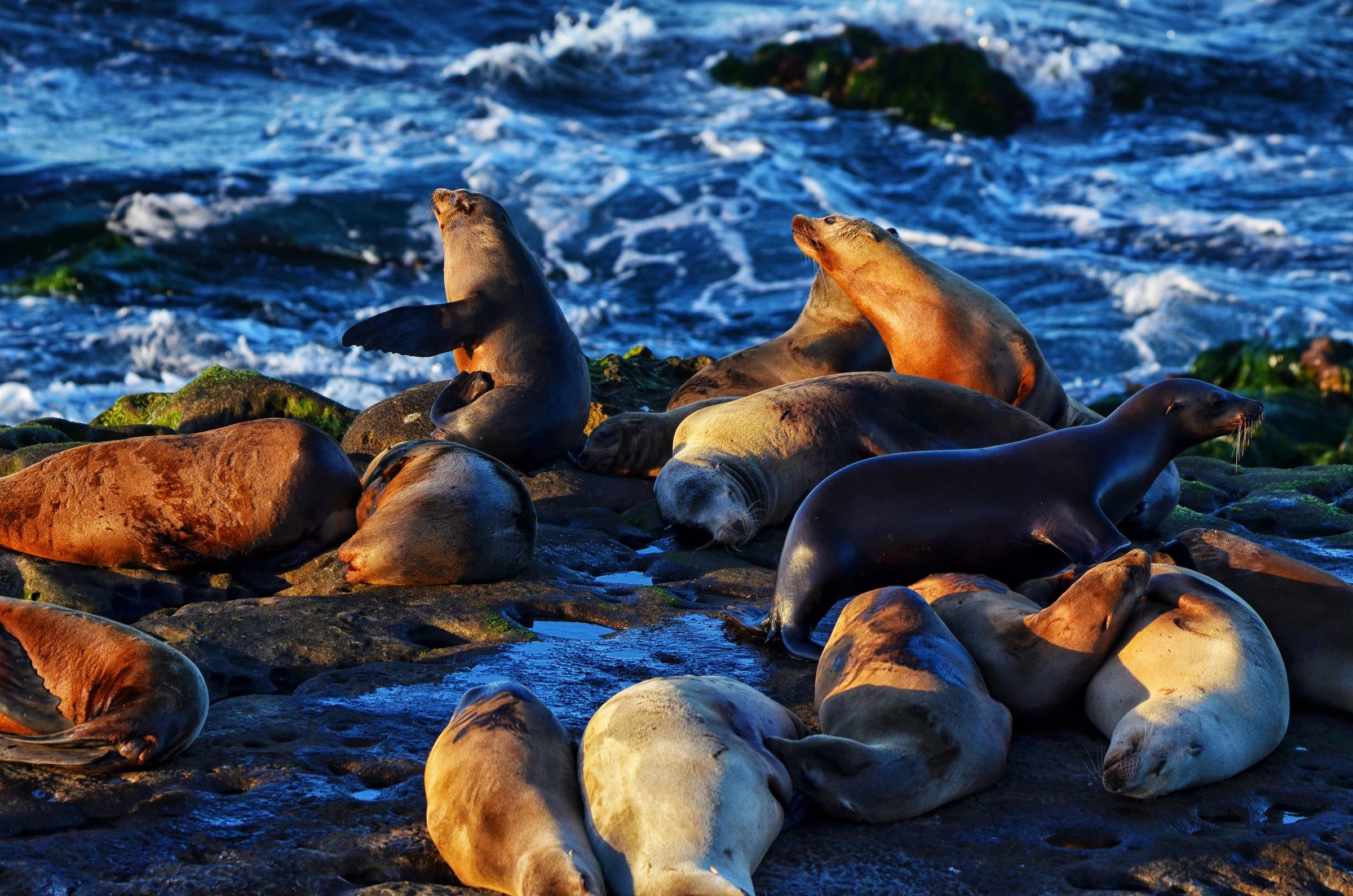 About a dozen brown and tan sea lions lying close together on dark wet rocks, with blue ocean water and white foam behind them