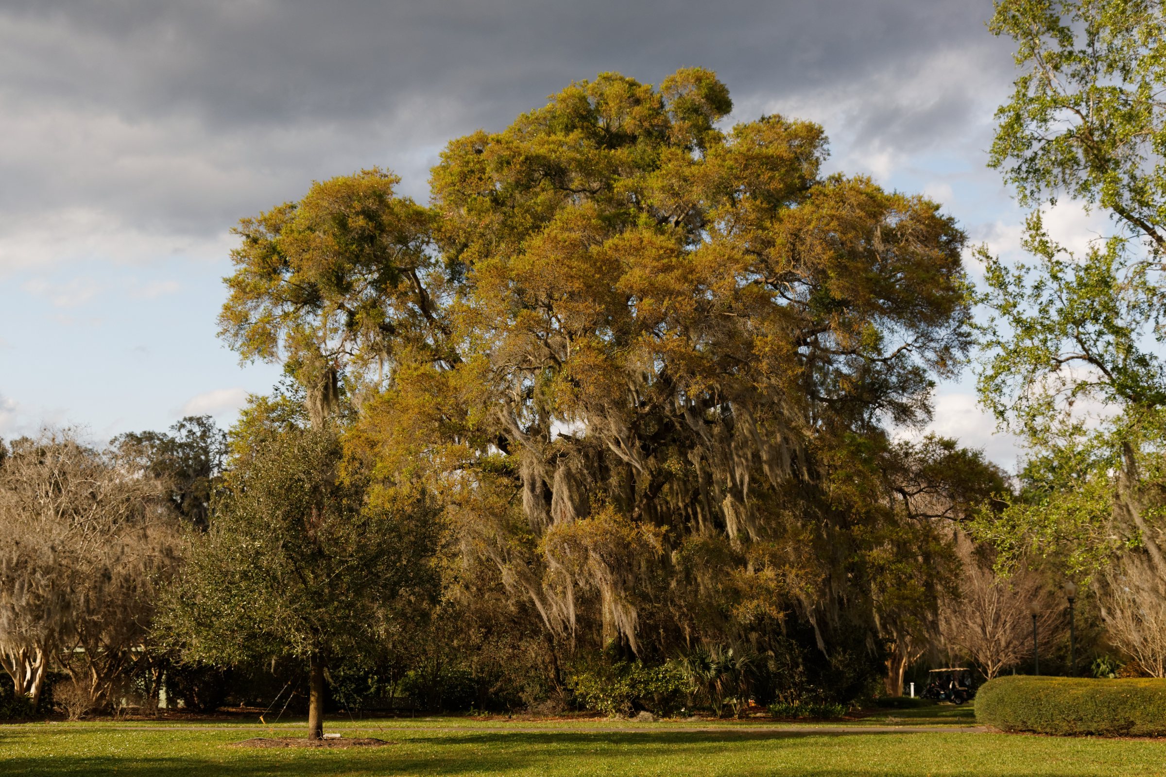 A large spreading oak tree with Spanish moss stands on a green lawn with other trees under gray and white clouds